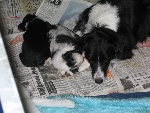 3 weken